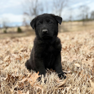German Shepherd Dog Puppy Hugo