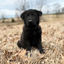 German Shepherd Dog Puppy Hugo