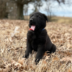 German Shepherd Dog Puppy Hugo