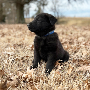 German Shepherd Dog Puppy Hugo