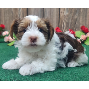 Yorkshire Terrier Puppy Gracie