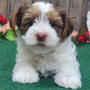 Yorkshire Terrier Puppy Gracie