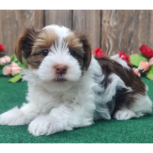 Yorkshire Terrier Puppy Gracie