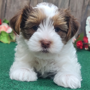 Yorkshire Terrier Puppy Gracie
