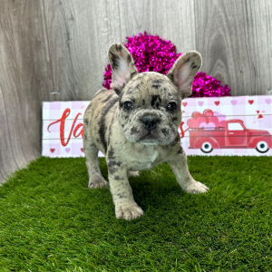 French Bulldog Puppy Ranger