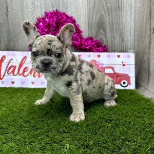 French Bulldog Puppy Ranger