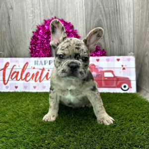 French Bulldog Puppy Ranger