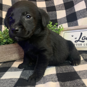 Labrador Retriever Puppy Tia