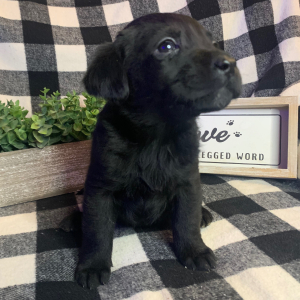 Labrador Retriever Puppy Tia