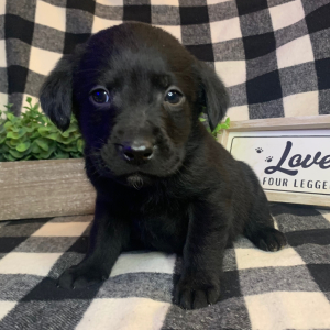 Labrador Retriever Puppy Tia