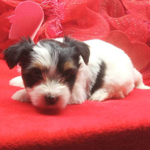 Biewer Terrier Puppy Lilly