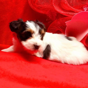 Biewer Terrier Puppy Lilly