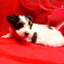 Biewer Terrier Puppy Lilly