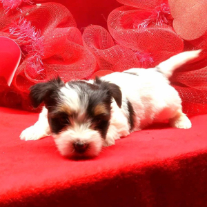 Biewer Terrier Puppy Lilly