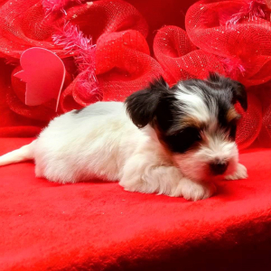 Biewer Terrier Puppy Lilly