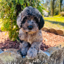 Labradoodle Puppy Melissa