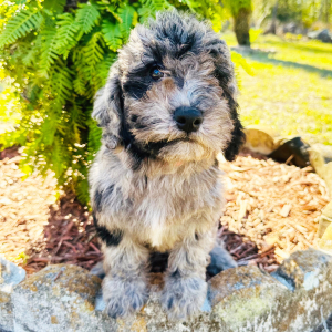 Labradoodle Puppy Melissa