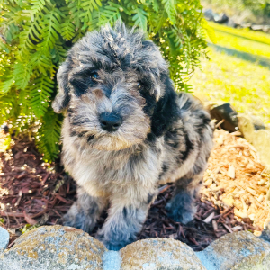 Labradoodle Puppy Melissa