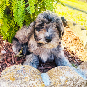 Labradoodle Puppy Melissa