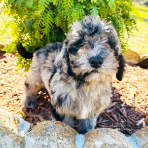 Labradoodle Puppy Melissa