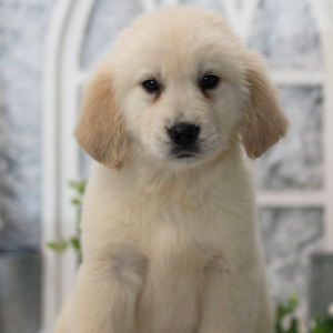 Golden Retriever Puppy Summer