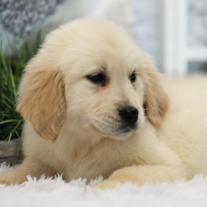 Golden Retriever Puppy Summer