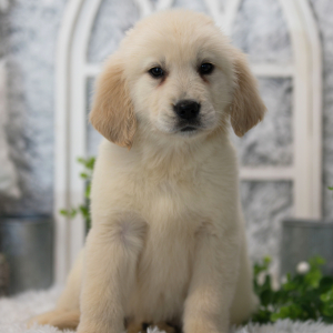 Golden Retriever Puppy Summer