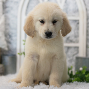 Golden Retriever Puppy Summer