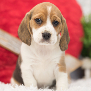 Beagle Puppy Tobby