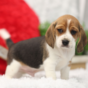 Beagle Puppy Tobby