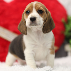 Beagle Puppy Tobby