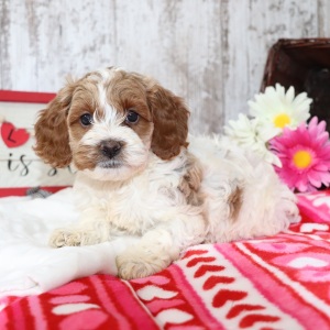 Cockapoo Puppy Flower