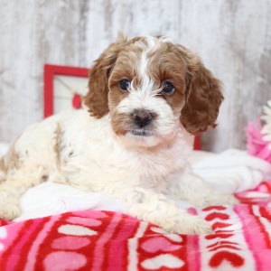 Cockapoo Puppy Flower