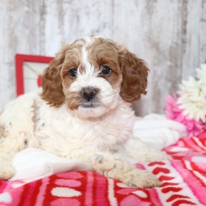 Cockapoo Puppy Flower