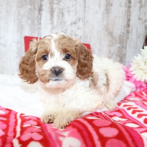 Cockapoo Puppy Flower