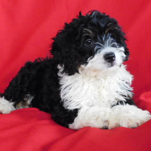 Bernedoodle Puppy Mia
