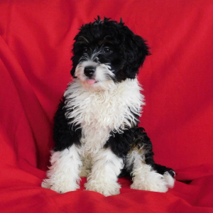 Bernedoodle Puppy Mia