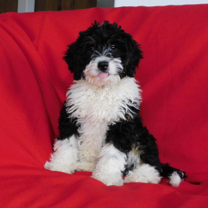 Bernedoodle Puppy Mia