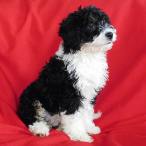 Bernedoodle Puppy Mia