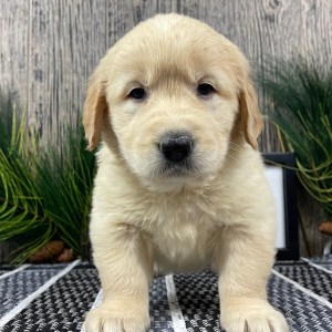 Golden Retriever Puppy Rhonda