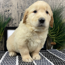 Golden Retriever Puppy Rhonda
