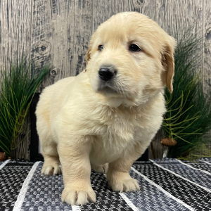 Golden Retriever Puppy Rhonda