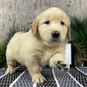 Golden Retriever Puppy Rhonda