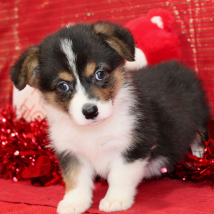 Pembroke Welsh Corgi Puppy Daffne