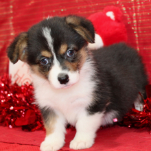 Pembroke Welsh Corgi Puppy Daffne