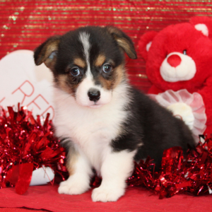 Pembroke Welsh Corgi Puppy Daffne