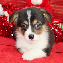 Pembroke Welsh Corgi Puppy Daffne