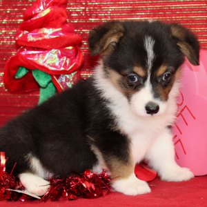 Pembroke Welsh Corgi Puppy Daffne