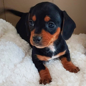Dachshund Puppy Olivia