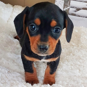 Dachshund Puppy Olivia